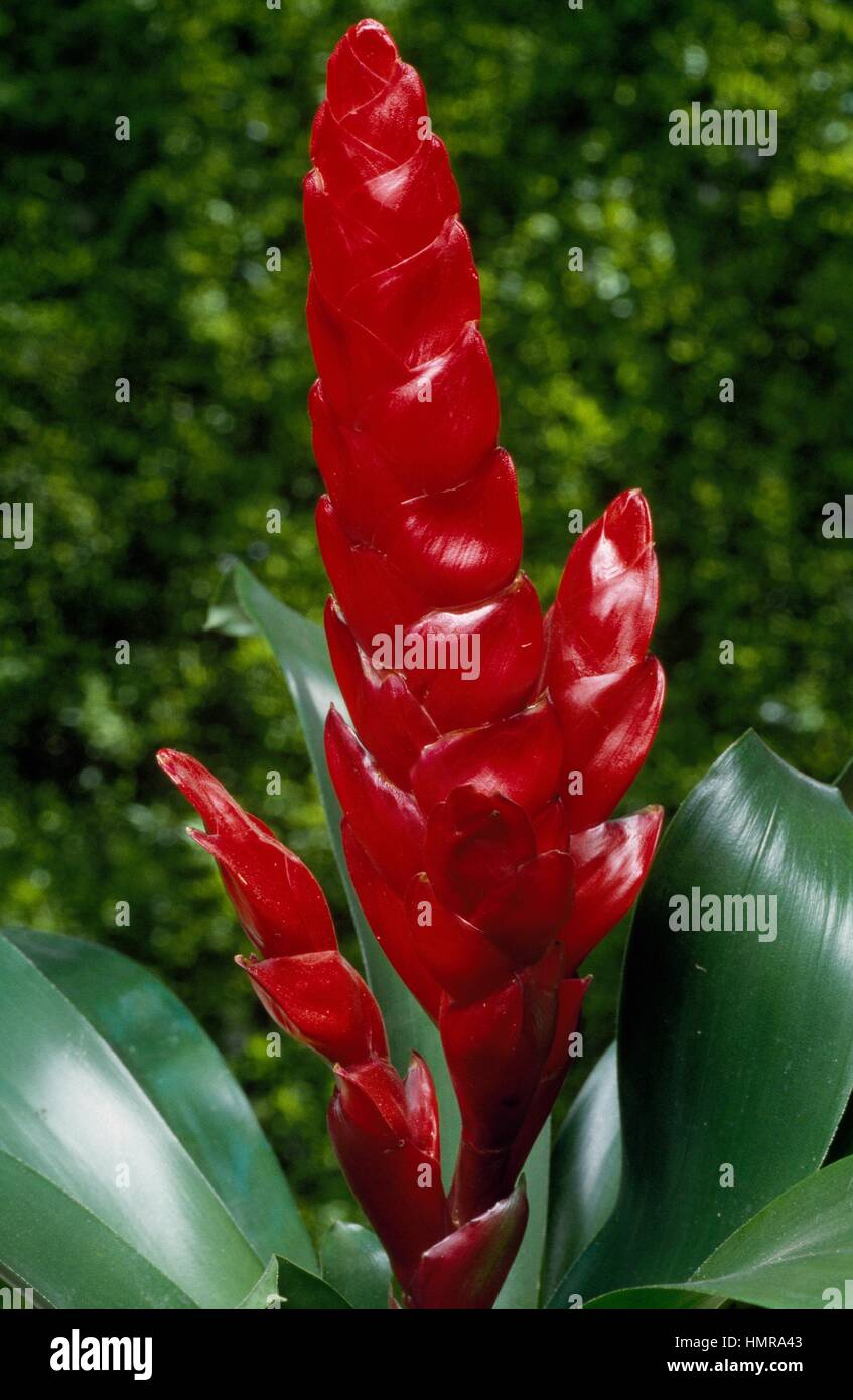 ブロメリア・エアープランツ Vriesea Hybrid Red Vriesea Hybrid Flaming Tiger | Fantastic Gardens Hawaii