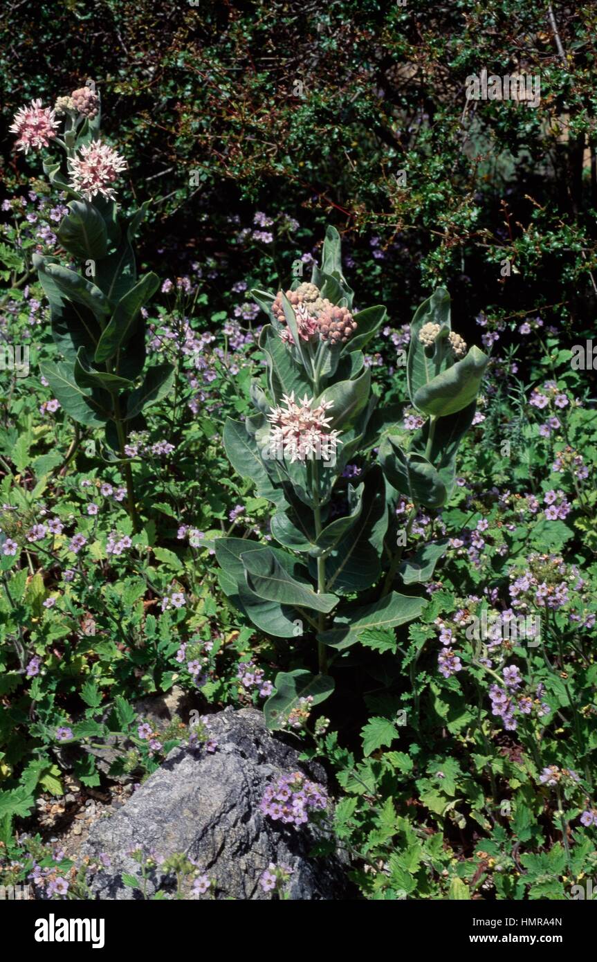 Showy Milkweed (Asclepias speciosa), Apocynaceae. Stock Photo