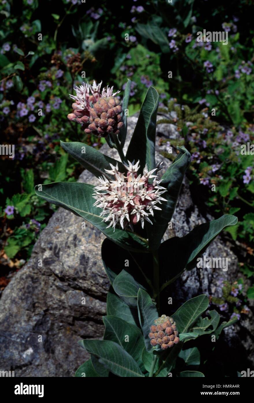 Showy Milkweed (Asclepias speciosa), Apocynaceae. Stock Photo