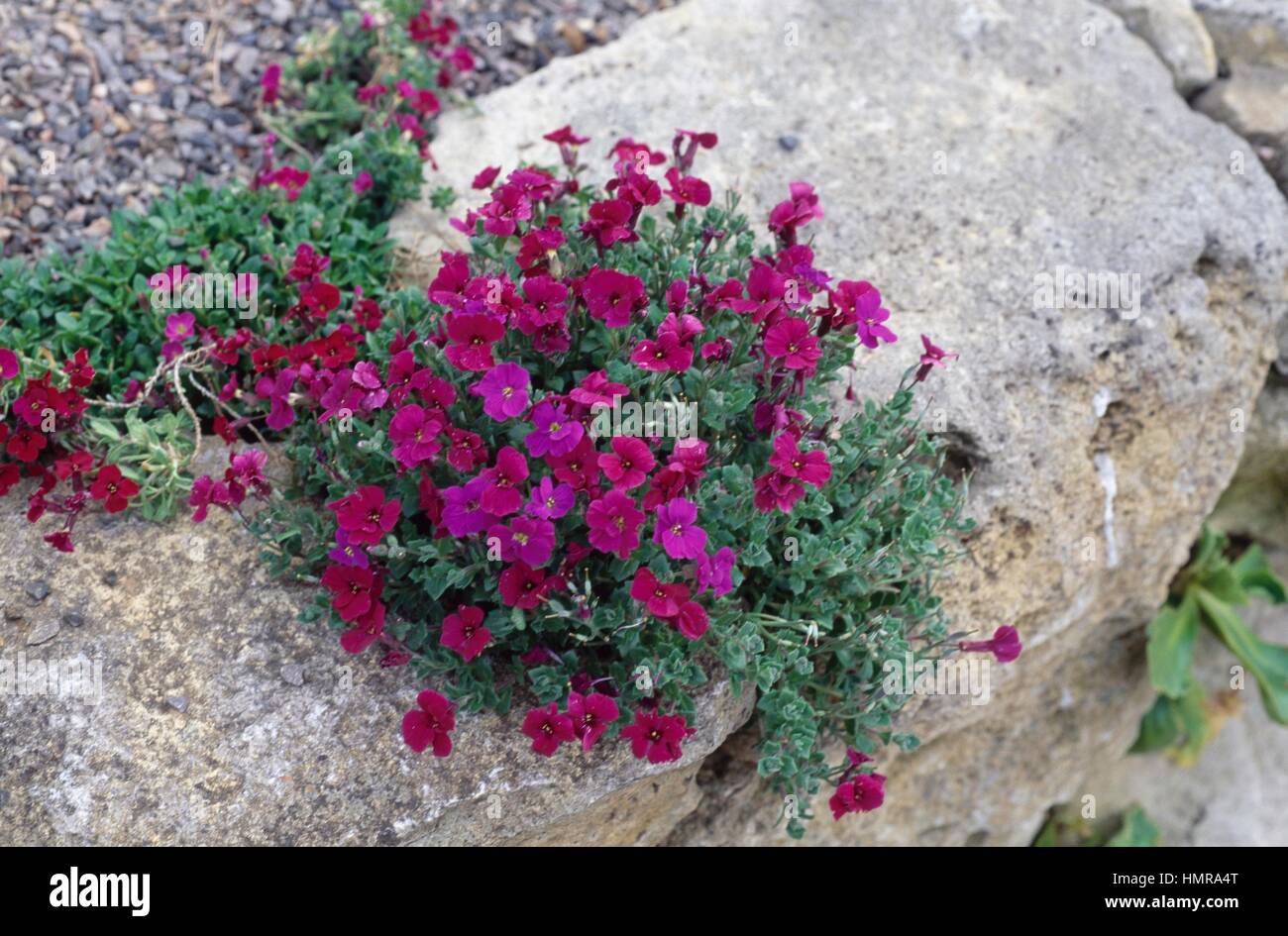 Aubrieta Belisha Beacon, Brassicaceae. Stock Photo