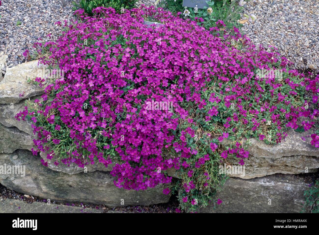 Aubrieta Lemon and Lime, Brassicaceae. Stock Photo