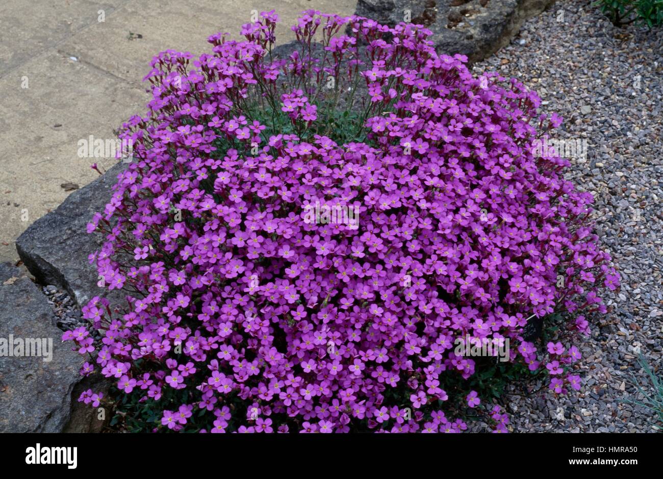 Aubrieta macedonica, Brassicaceae. Stock Photo