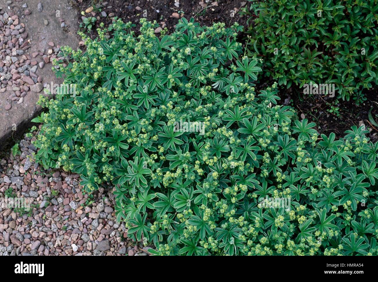 Silver Lady's Mantle (Alchemilla conjuncta), Rosaceae. Stock Photo