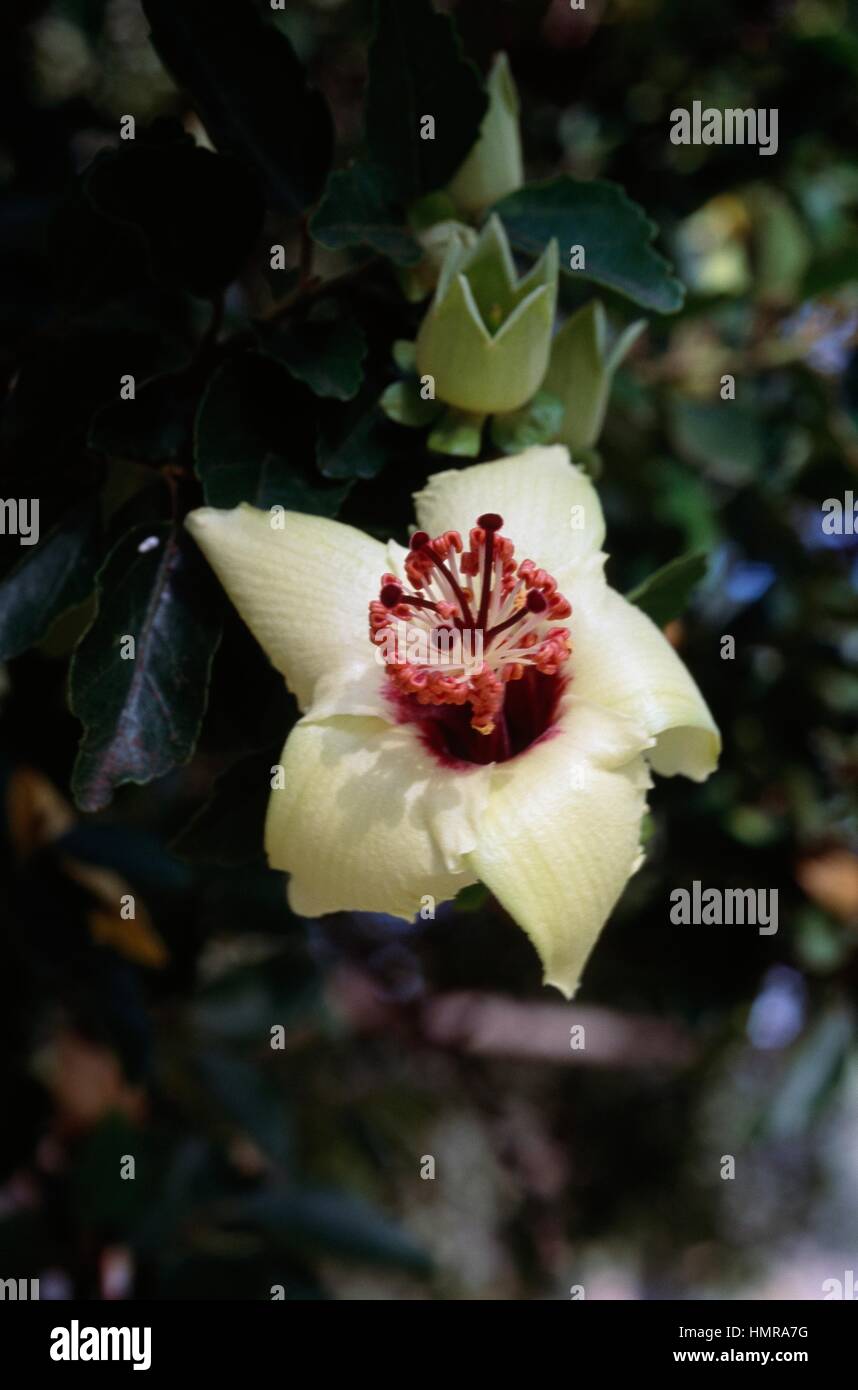 Manioc Hibiscus, Sunset-hibiscus or Aibika (Abelmoschus manihot or Hibiscus manihot), Malvaceae. Stock Photo