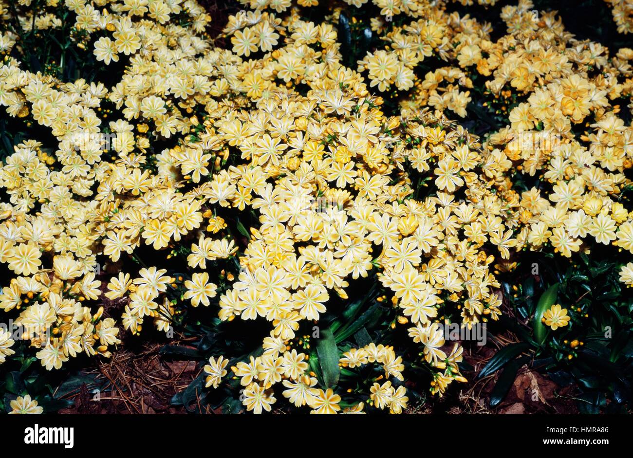 Siskiyou Lewisia (Lewisia cotyledon hybrid), Portulacaceae. Stock Photo