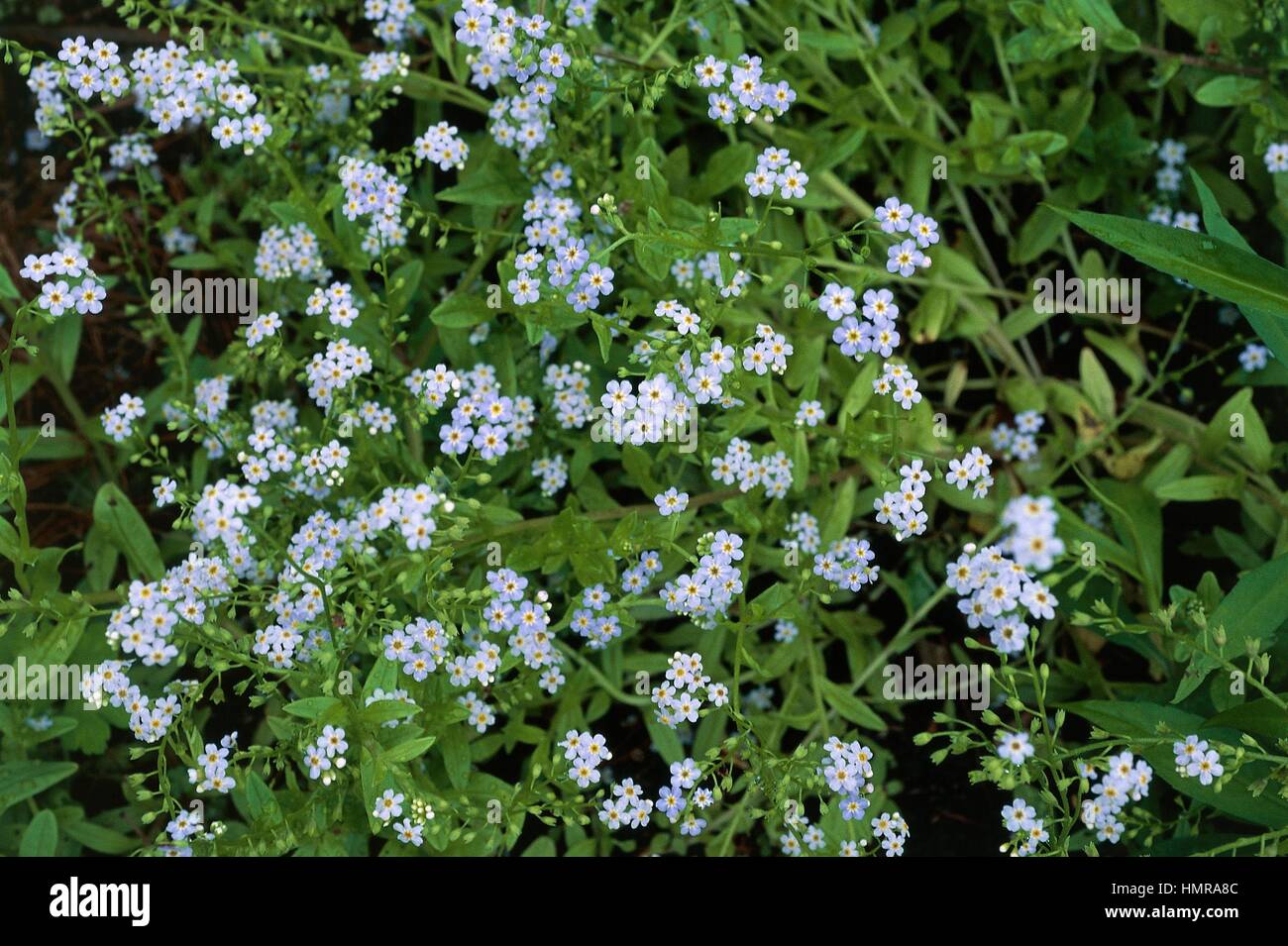 Field Forget Me Not Myosotis Scorpioides Semperflorens Boraginaceae Stock Photo Alamy