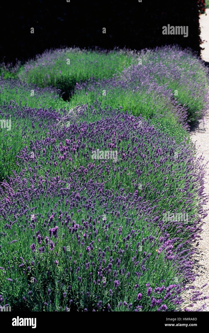 Lavender, English Lavender or Common Lavender (Lavandula angustifolia Munstead Dwarf), Lamiaceae. Stock Photo
