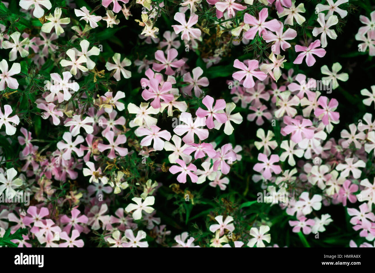Ozark phlox or Downy phlox (Phlox pilosa ozarkana), Polemoniaceae. Stock Photo