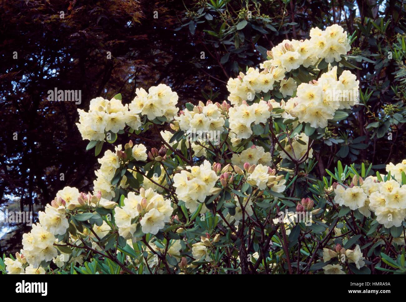 Rhododendron (Rhododendron litiense o Rhododendron wardii), Ericaceae Stock  Photo - Alamy