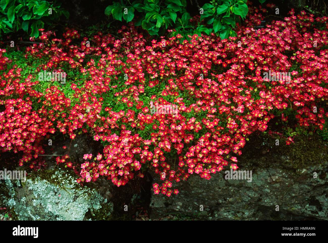 Saxifrage (Saxifraga Glassel Crimson), Saxifragaceae. Stock Photo