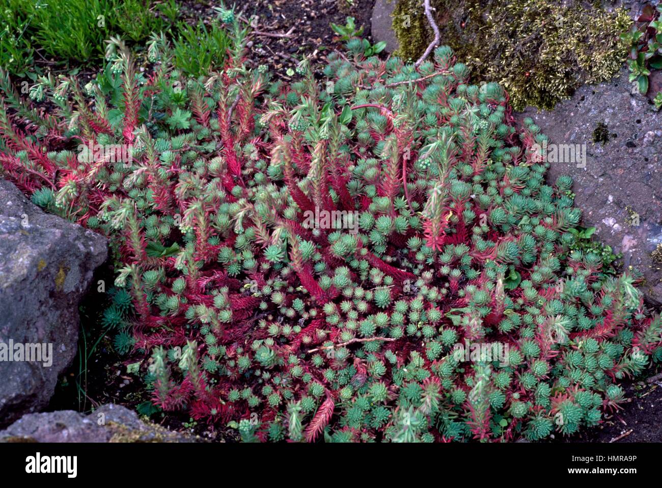 Rock stonecrop (Sedum forsterianum), Crassulaceae. Stock Photo