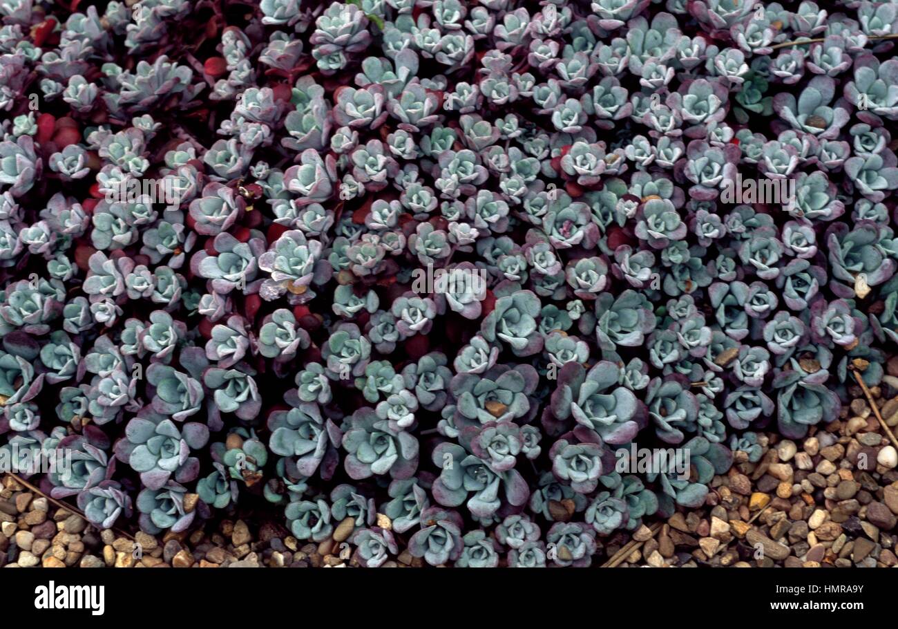 Purple stonecrop (Sedum spathulifolium purpureum), Crassulaceae. Stock Photo