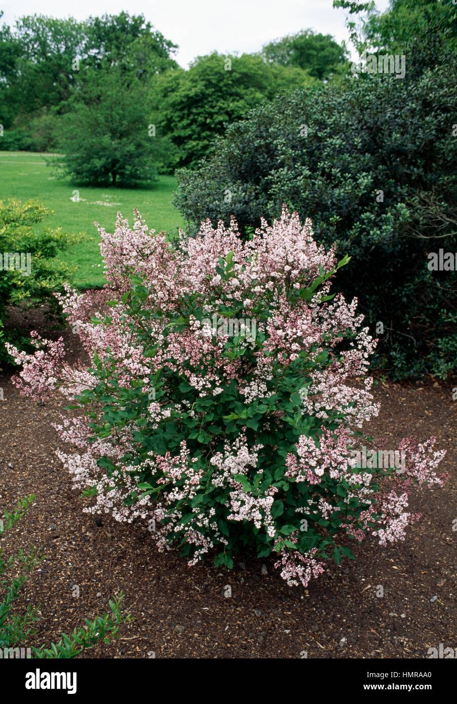 Early Lilac (Syringa oblata alba), Oleaceae. Stock Photo