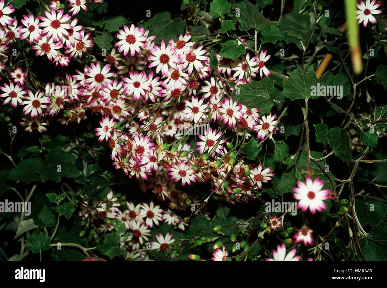 Groundsel or ragwort (Senecio heritieri or Pericallis lanata), Asteraceae. Stock Photo