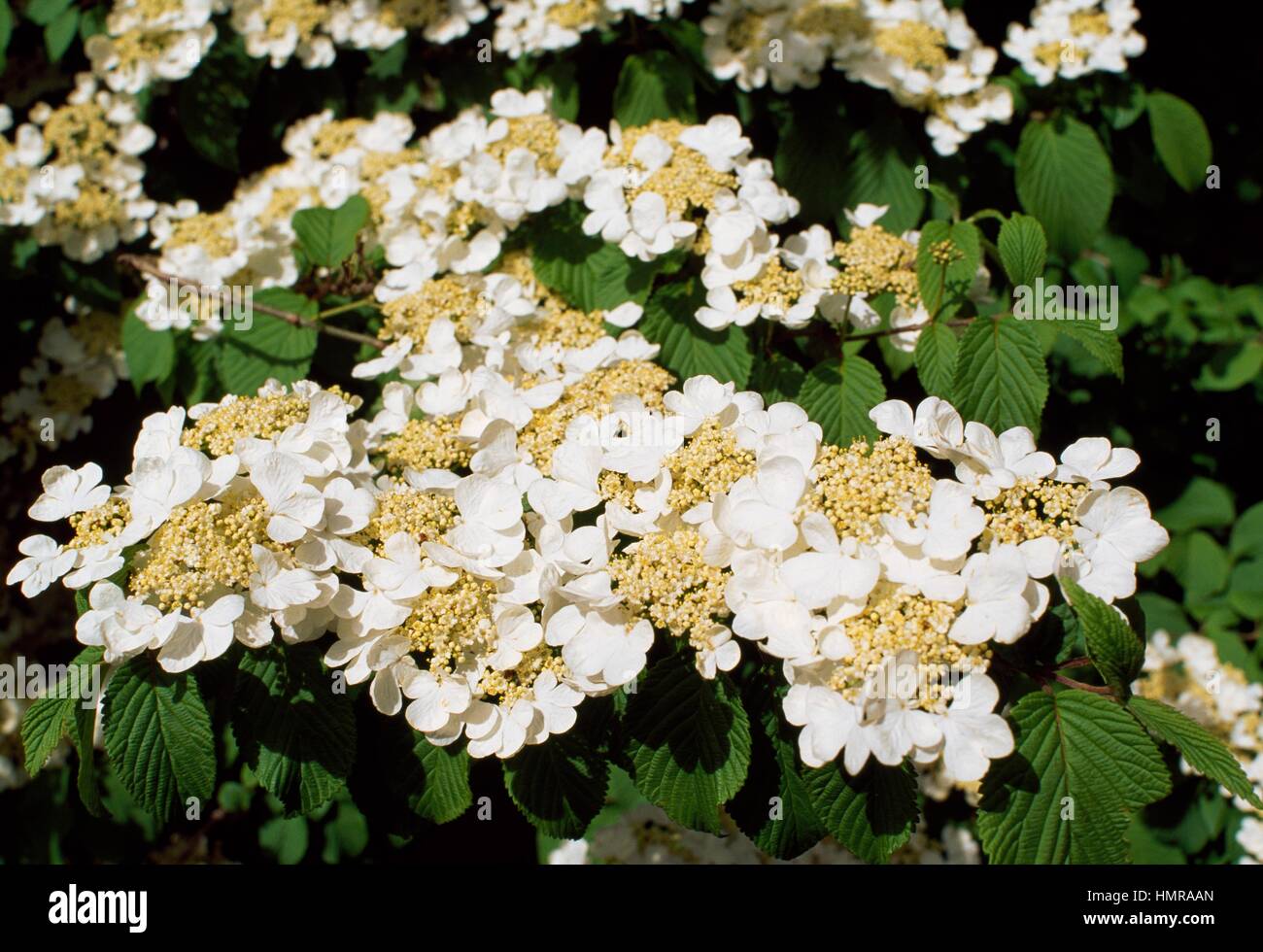 Doublefile Viburnum (Viburnum plicatum tomentosum Mariesii), Adoxaceae. Stock Photo