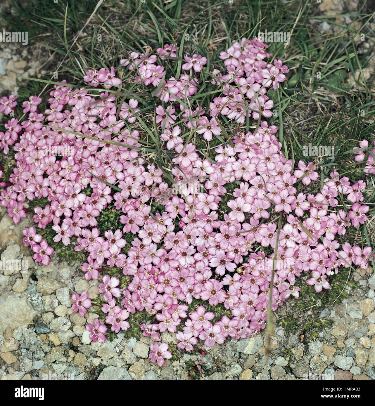 Botany - Caryophyllaceae. Moss campion (Silene acaulis var. exscapa) Stock Photo