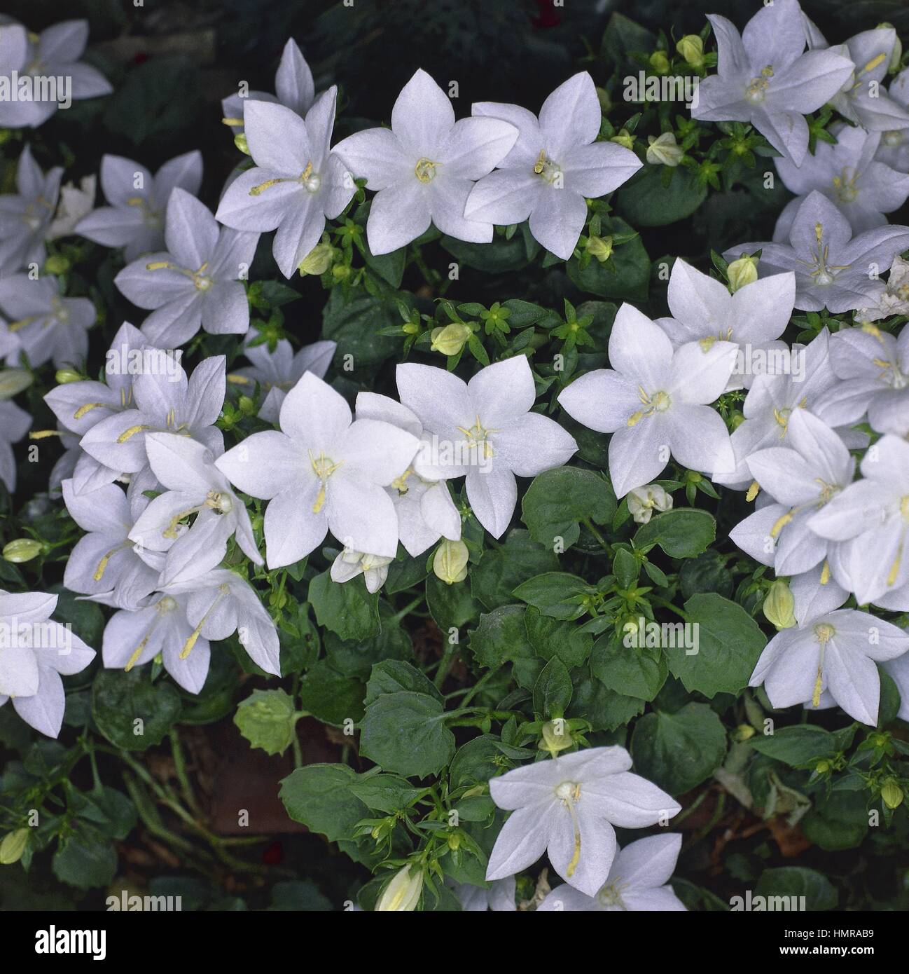 Botany - Campanulaceae. Bethlehem star (Campanula isophylla var. alba) Stock Photo