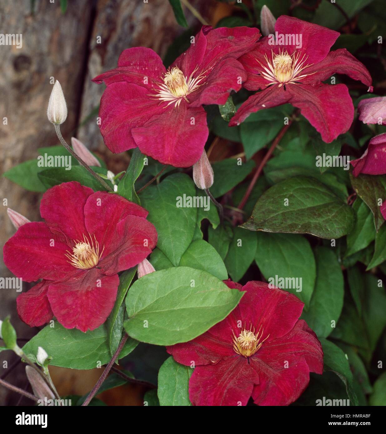 Clematis lanuginosa, Ranunculaceae. Stock Photo