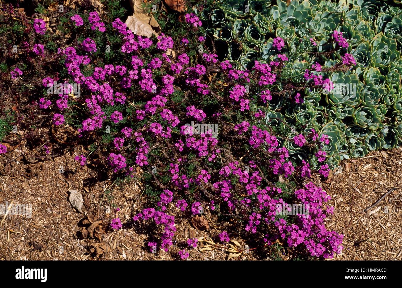 Moss Verbena (Glandularia pulchella or Verbena tenuisecta), Verbenaceae. Stock Photo