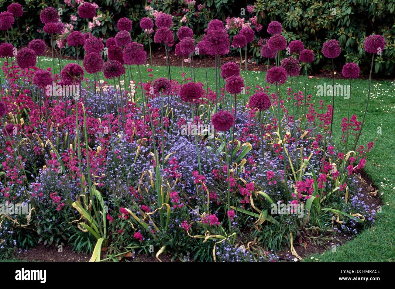 Flowering onion (Allium Purple Sensation), Amaryllidaceae, and Wood forget-me-not (Myosotis sylvatica), Boraginaceae. Stock Photo