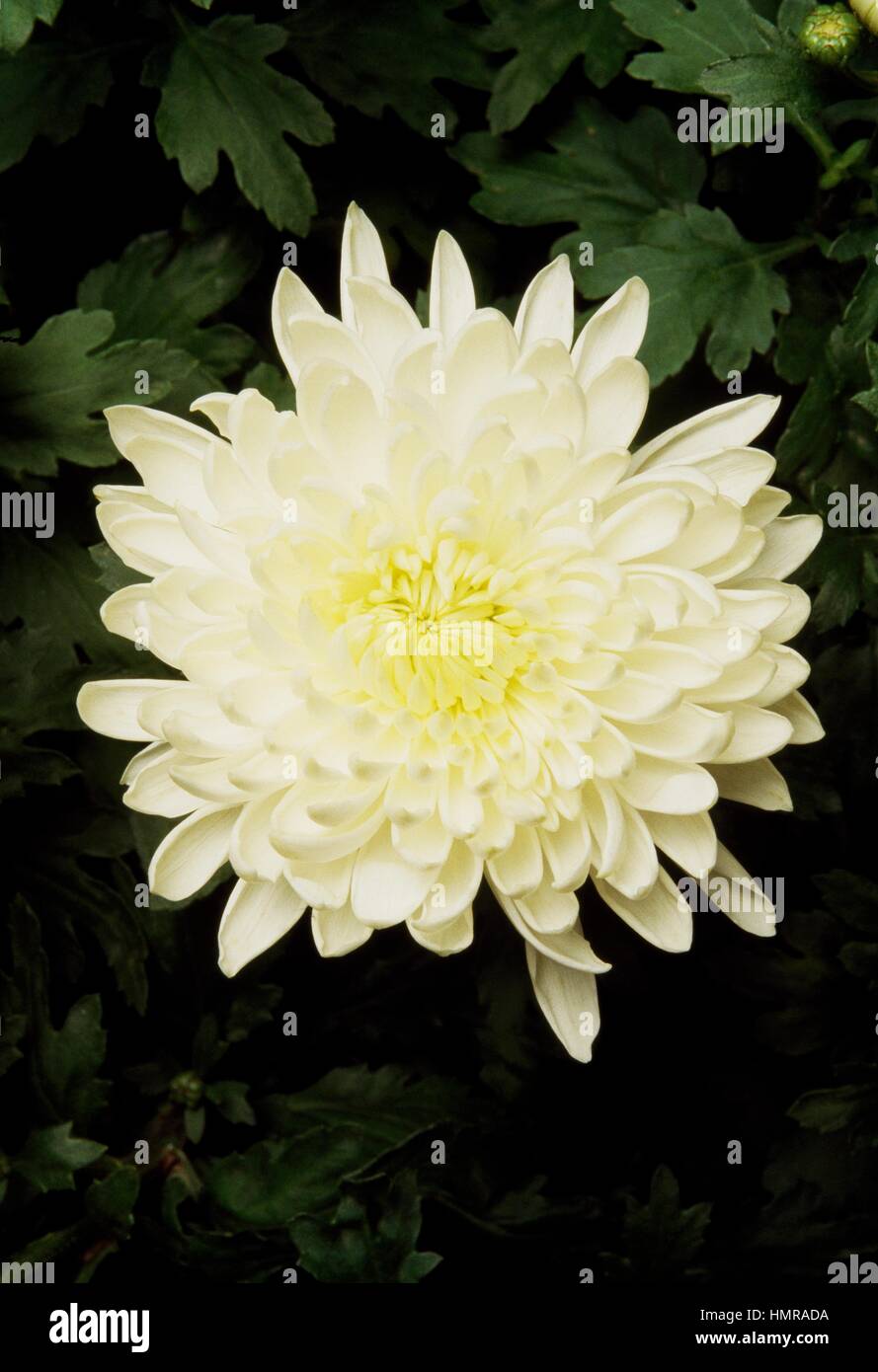 Florist S Daisy Hardy Garden Mum Chrysanthemum Morifolium Stock Photo Alamy