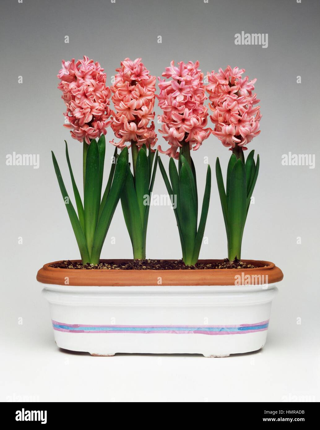 Hyacinths (Hyacinthus sp), Hyacinthaceae. Stock Photo