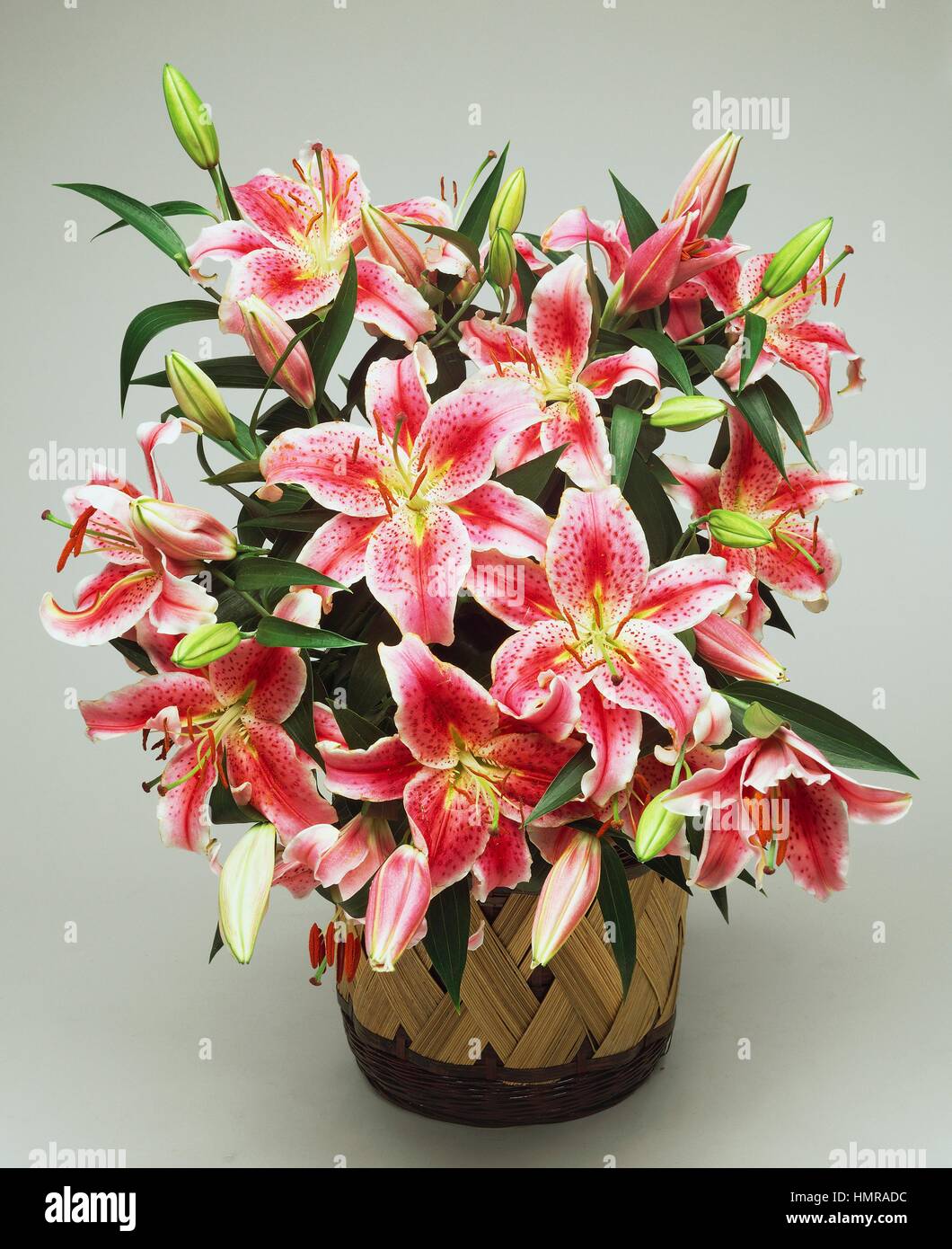 Lily (Lilium sp), Liliaceae. Stock Photo