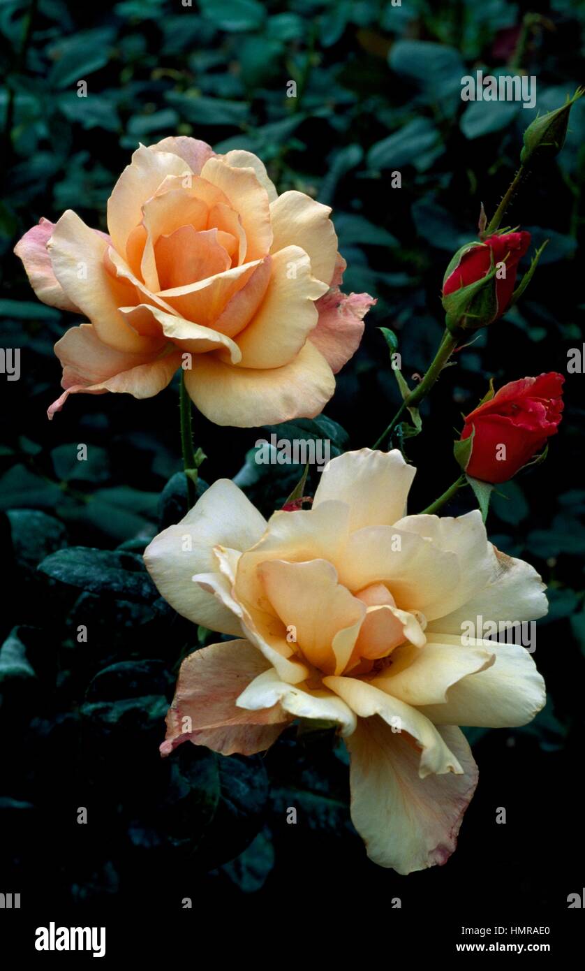 Red rose flower pot hi-res stock photography and images - Alamy
