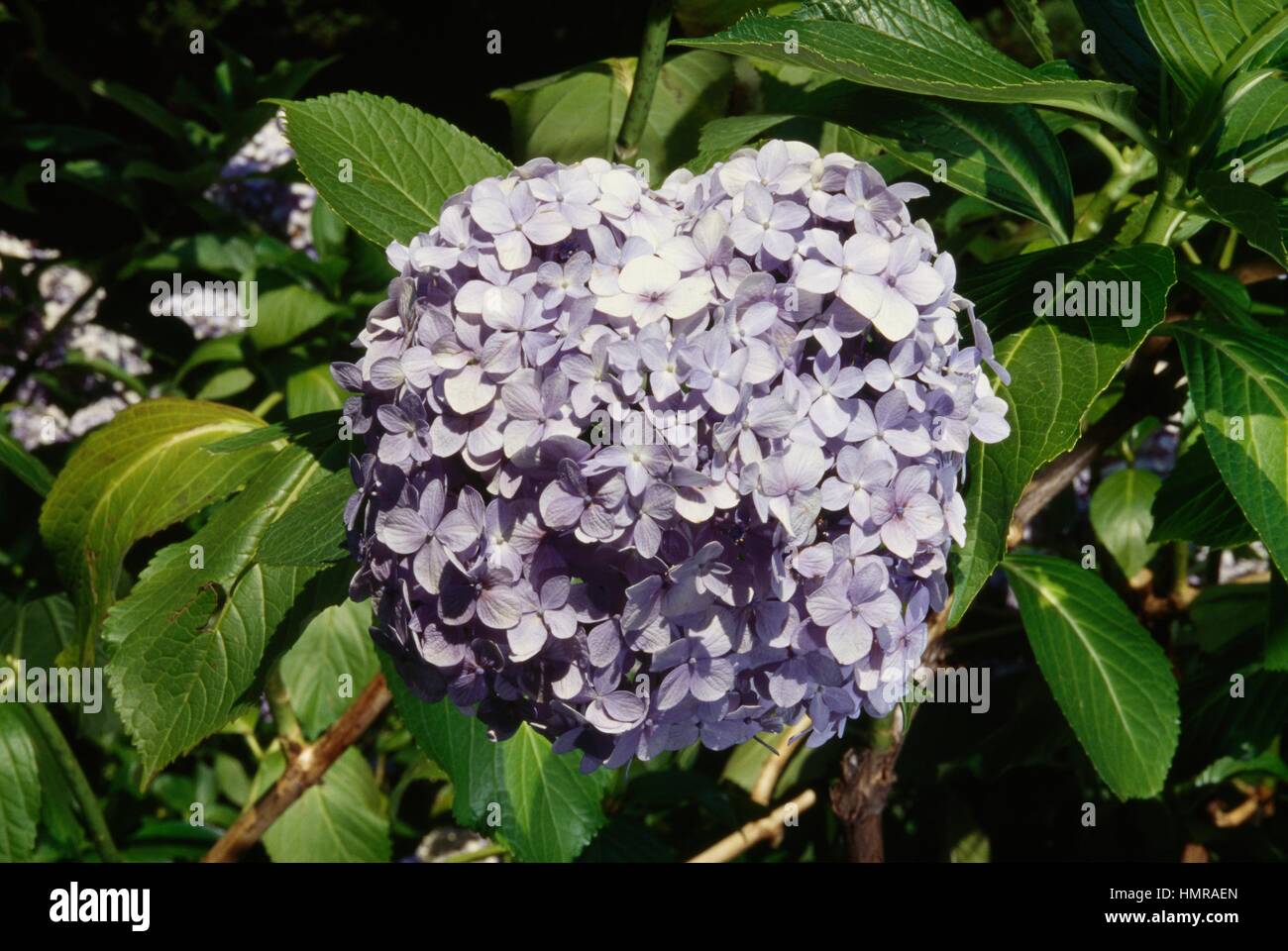 Hydrangea or Hortensia (Hydrangea macrophylla), Hydrangeaceae Stock ...