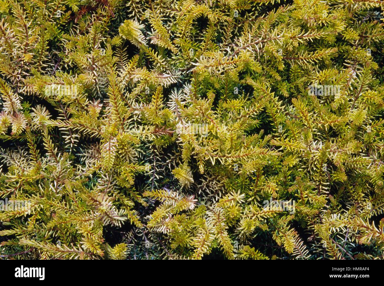 Scotch heath or Winter heath (Erica carnea Aurea), Ericaceae. Stock Photo