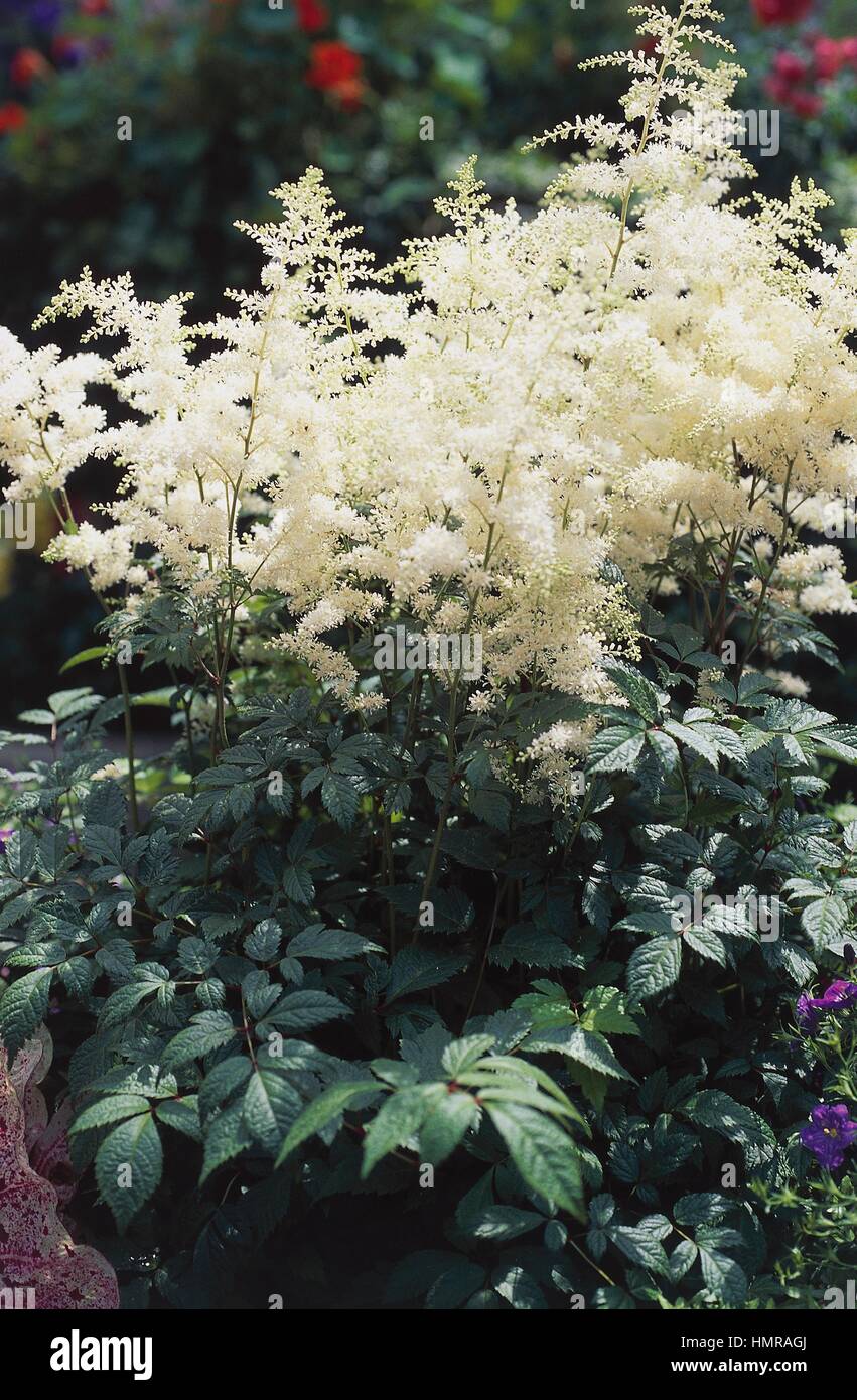 White Astilbe in bloom (Astilbe x arendsii), Saxifragaceae. Stock Photo