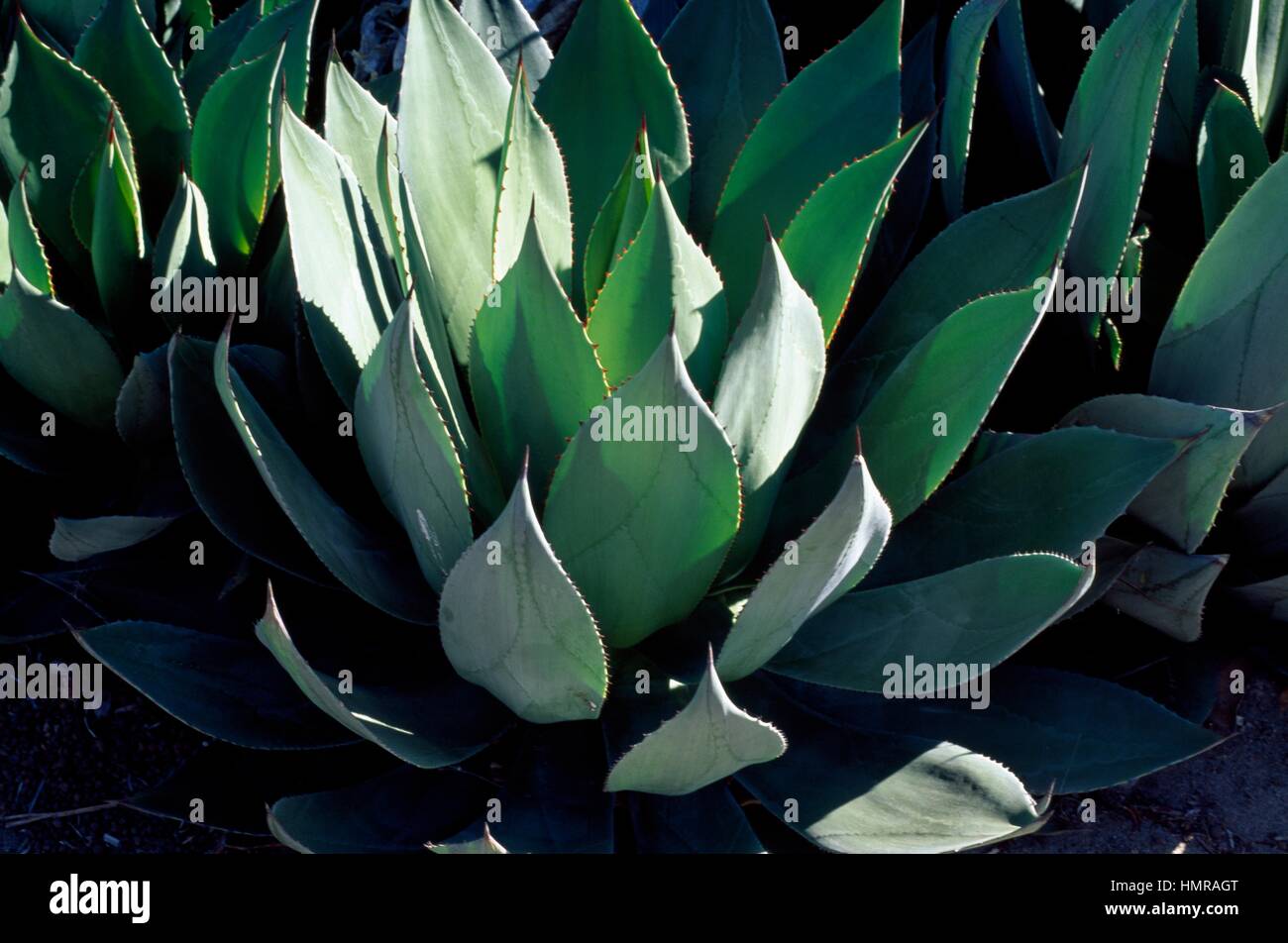 Agave or century plant (Agave sp), Agavaceae. Stock Photo