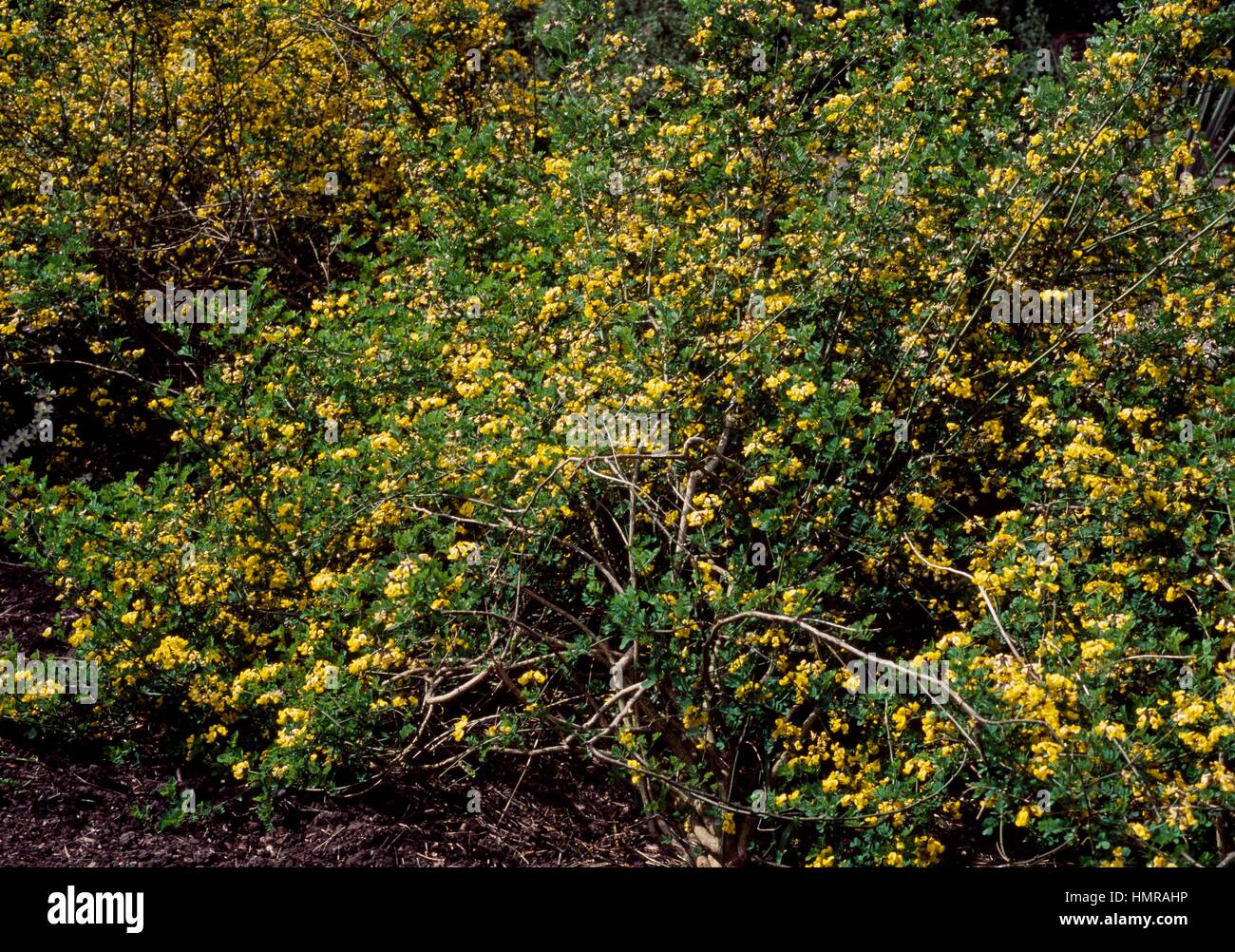 Scorpion senna (Coronilla emerus), Fabaceae. Stock Photo