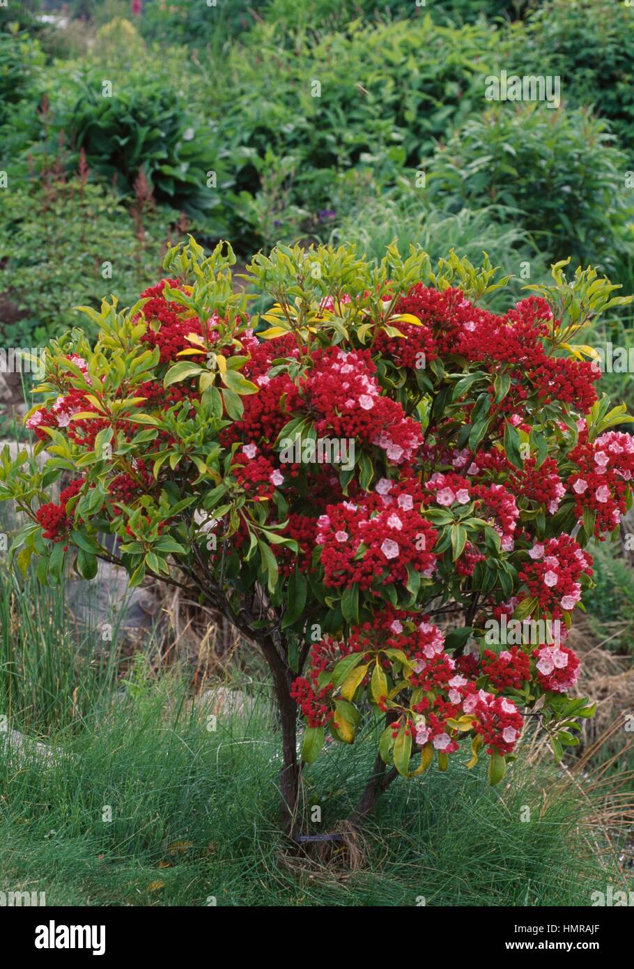 Mountain Laurel (Kalmia latifolia Ostbo Red), Ericaceae Stock Photo -