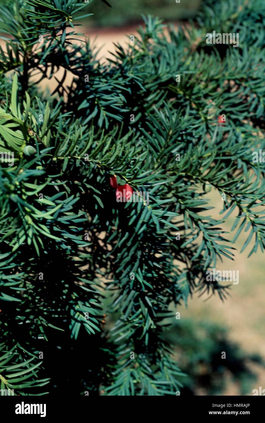 Common Yew Repandens leaves (Taxus baccata Repandens), Tassaceae. Stock Photo