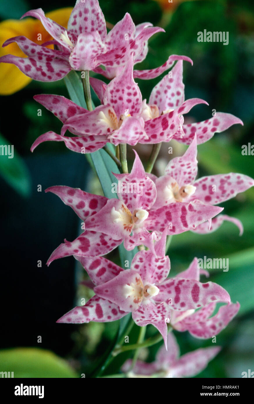 Orchid (x Odontioda heatonensis), Orchidaceae. Stock Photo