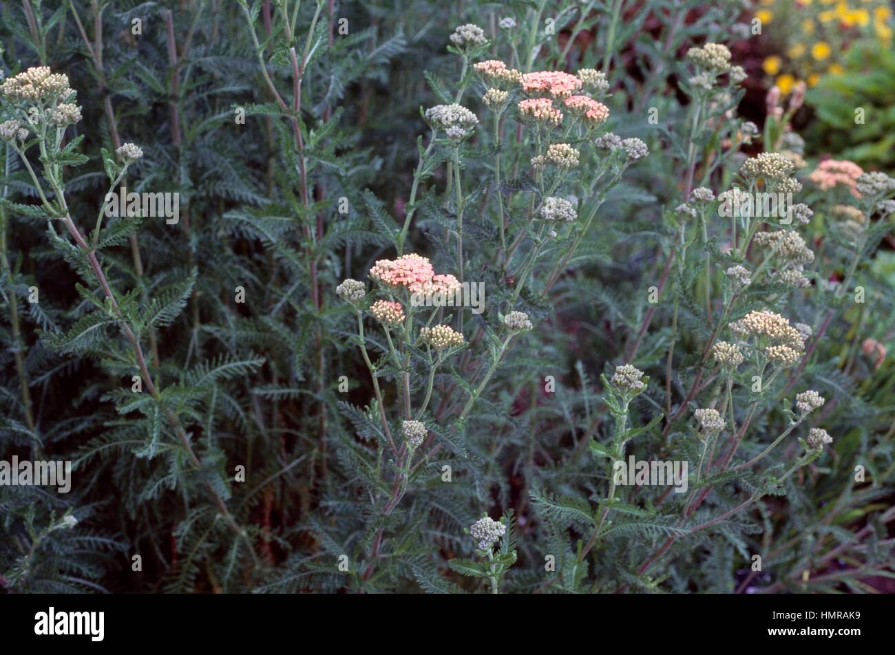 Sweet Yarrow (Achillea ageratum Salmon Beauty), Asteraceae. Stock Photo