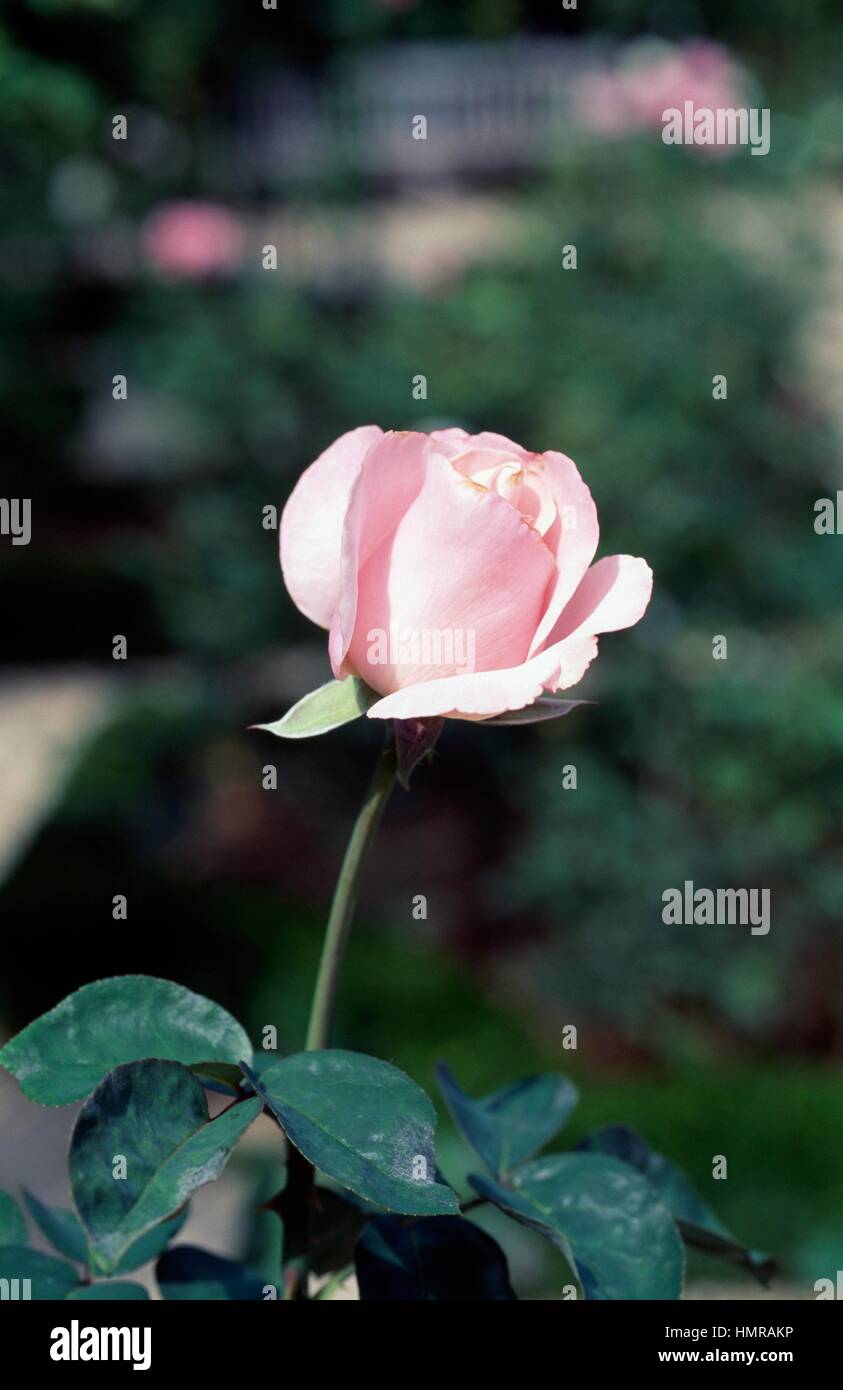 Photo sur toile Rose Heart (5 Parts) Wide - Roses - Fleurs - Tableaux