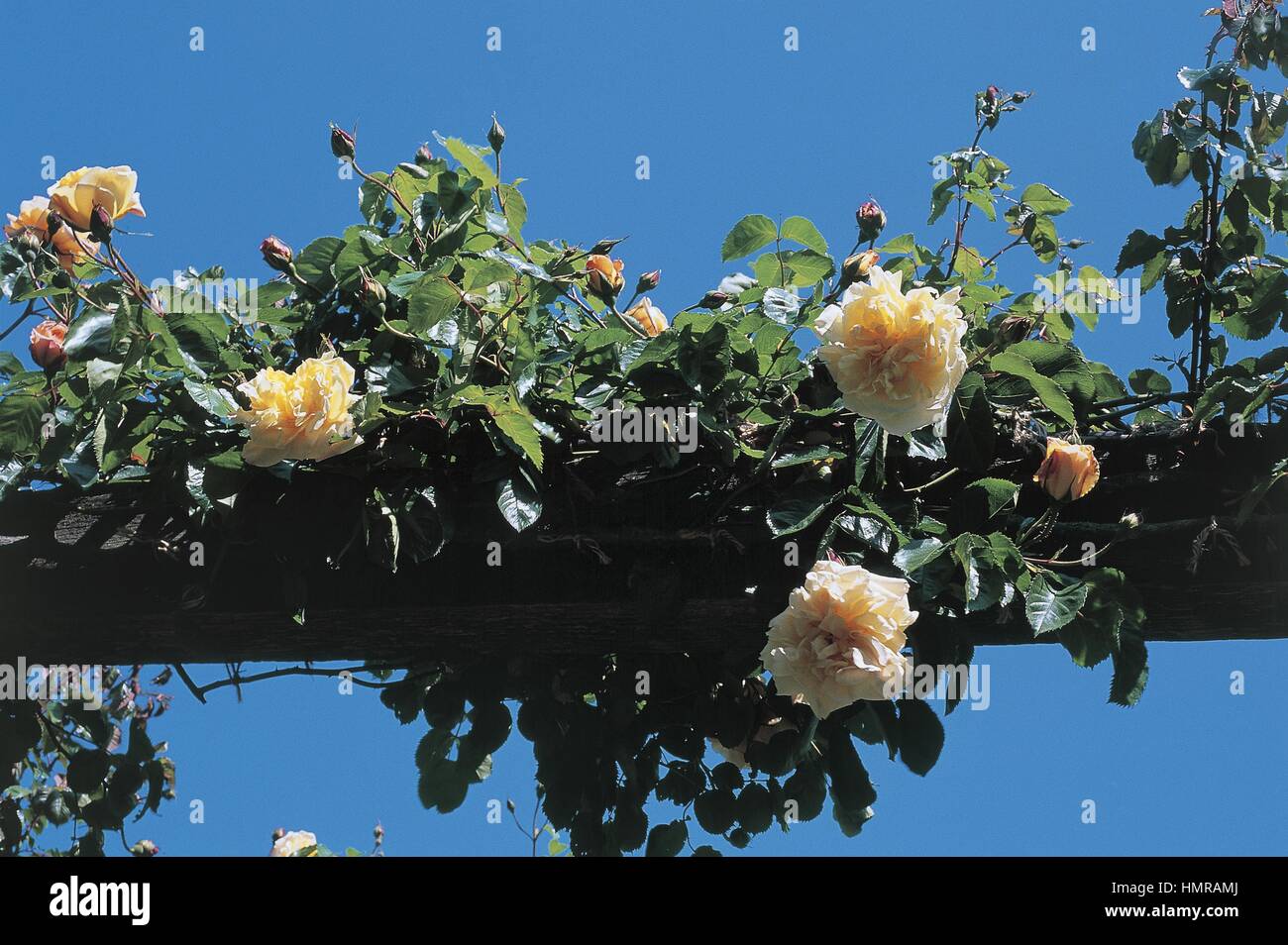 Golden Rambler Rose High Resolution Stock Photography and Images - Alamy