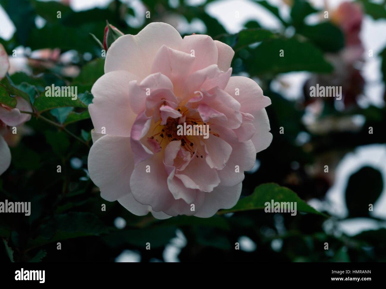 Rose (Rosa Felicia), Rosaceae. Stock Photo