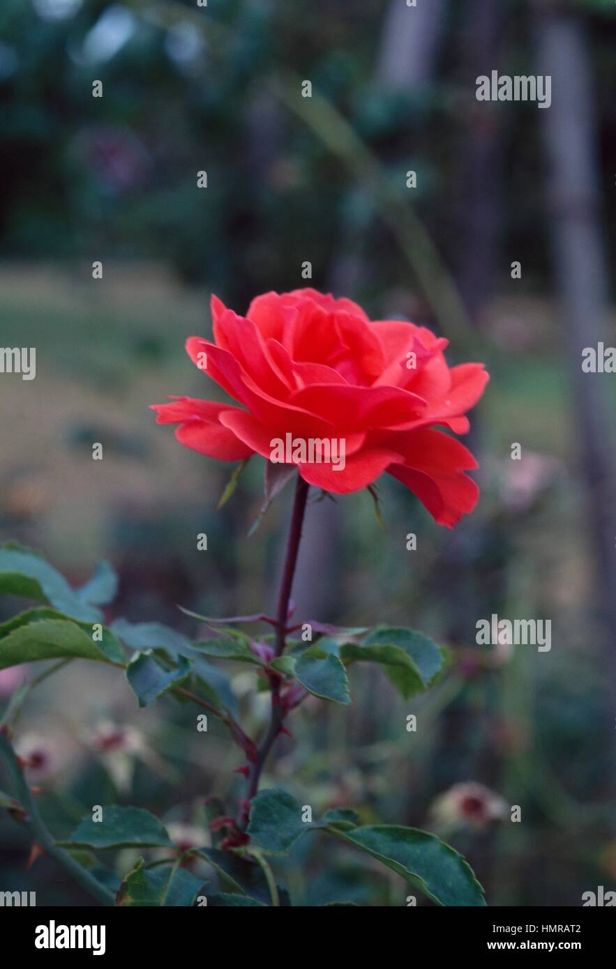Rose (Rosa Memento), Rosaceae. Stock Photo
