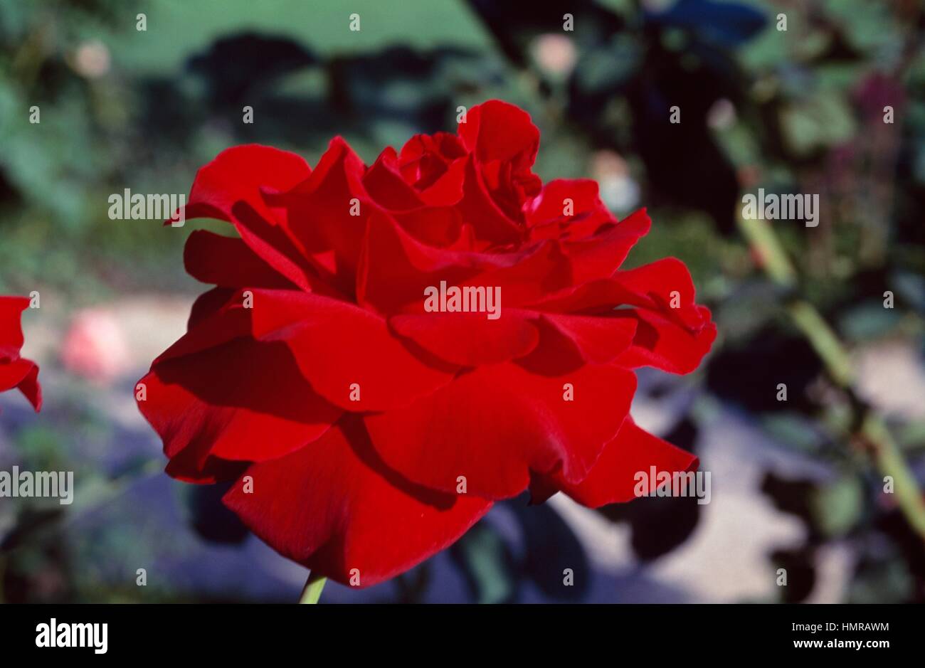 Rose (Rosa Le Rouge et Le Noir), Rosaceae Stock Photo - Alamy
