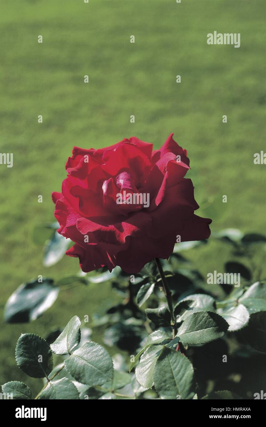 Jacques prevert rose hi-res stock photography and images - Alamy