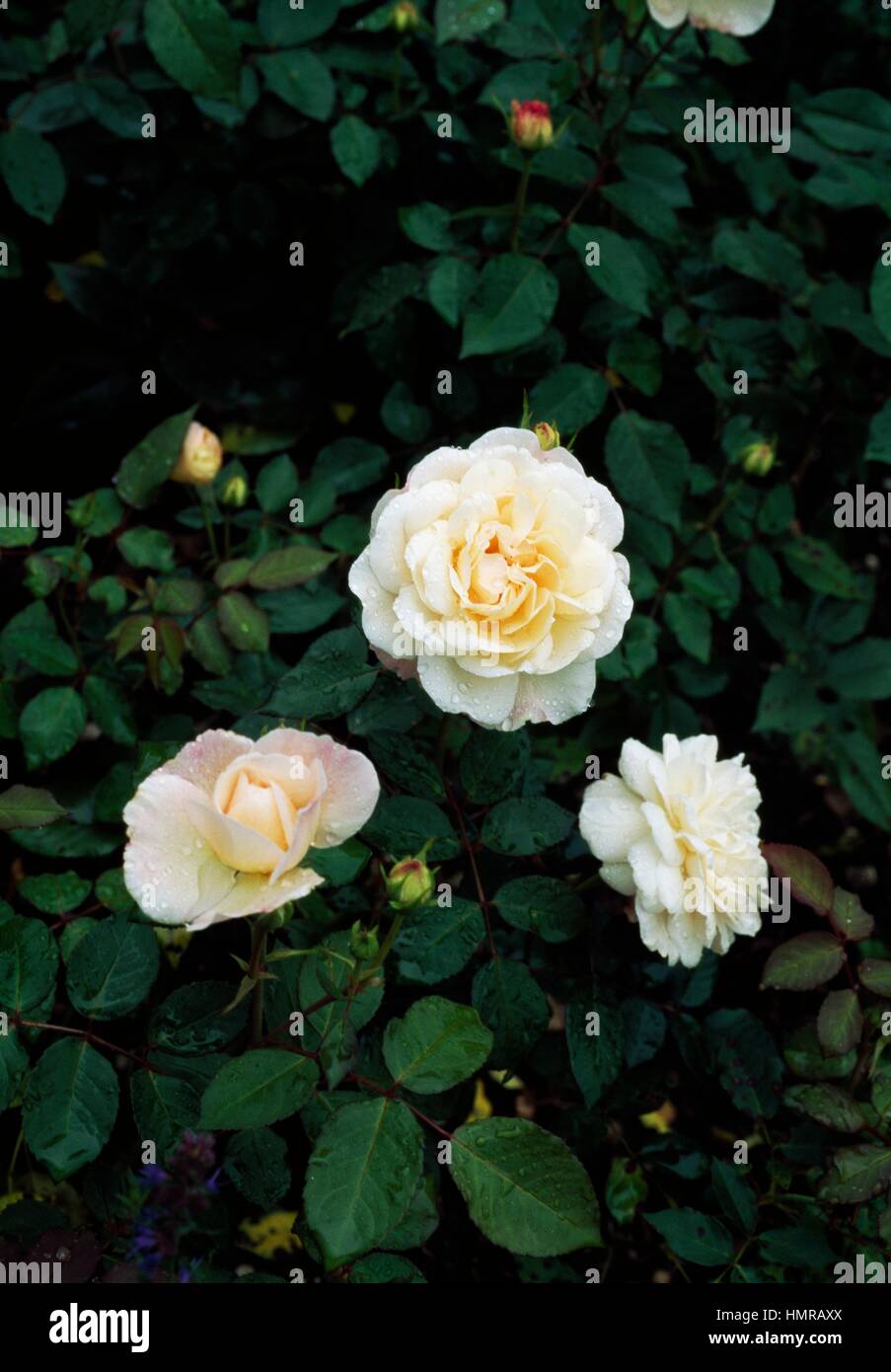 Rose (Rosa Gruss an Aachen), Rosaceae. Stock Photo