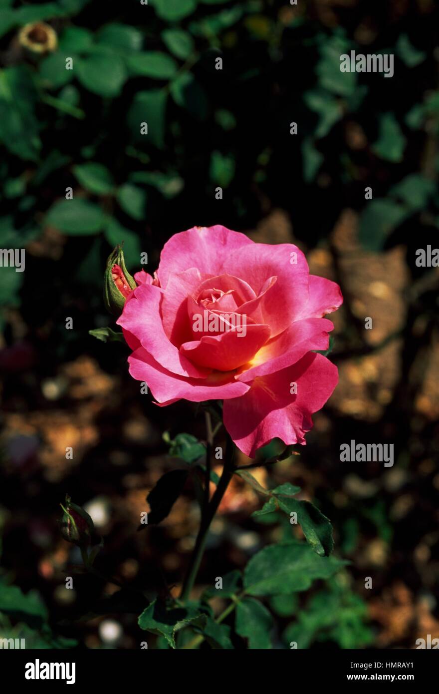 Rose (Rosa Gertrude Raffel), Rosaceae Stock Photo - Alamy