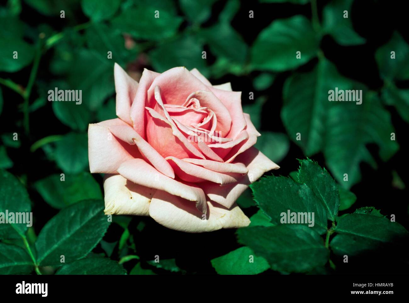 Rose rosa frederic mistral hi-res stock photography and images - Alamy