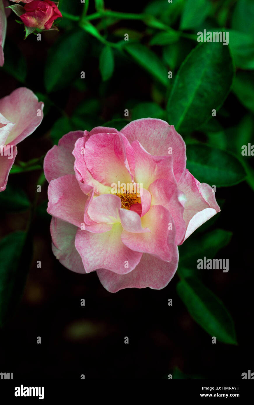 Rose (Rosa Escapade), Rosaceae. Stock Photo