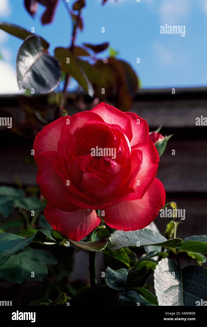 Antique rose hi-res stock photography and images - Alamy
