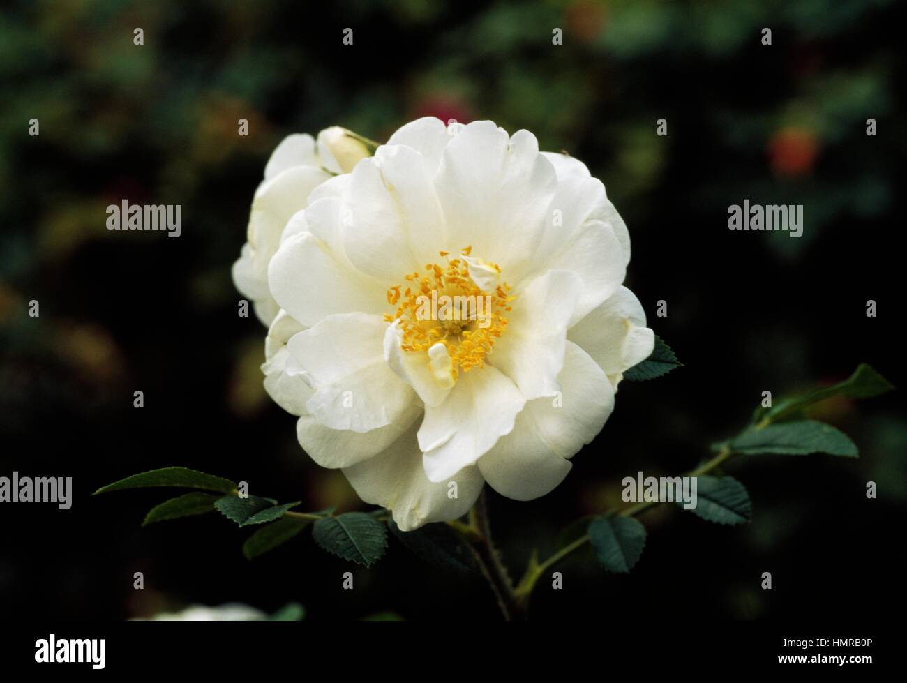 Rosa double de coubert hires stock photography and images Alamy