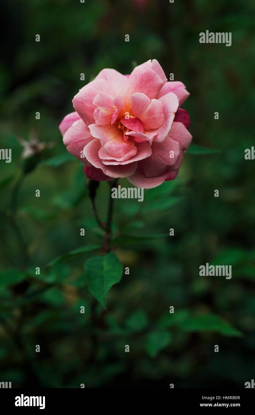 China rose or Chinese rose (Rosa Chinensis), Rosaceae Stock Photo Alamy